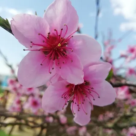 住宿加早餐酒店 Maison Du Cheval 3*