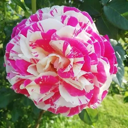 Maison Du Cheval 3* Chalais (Dordogne)