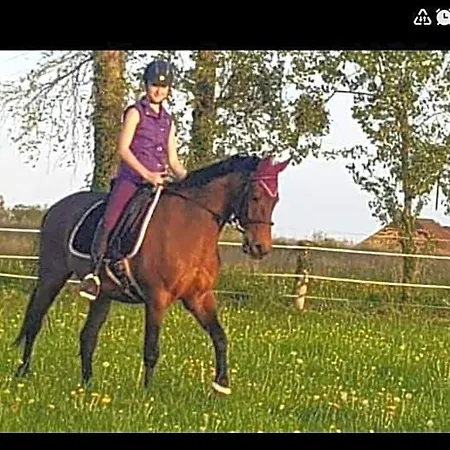 Maison Du Cheval Bed & Breakfast 3*