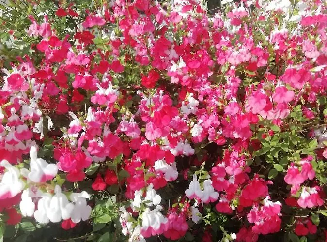 Bed & Breakfast Maison Du Cheval 3*