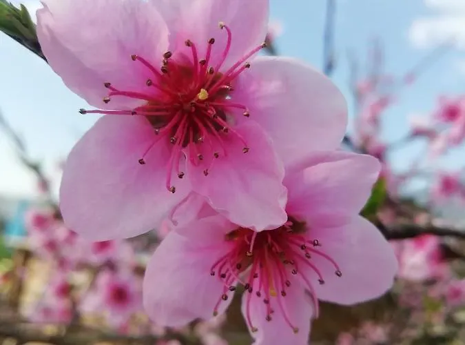 Bed & Breakfast Maison Du Cheval 3*