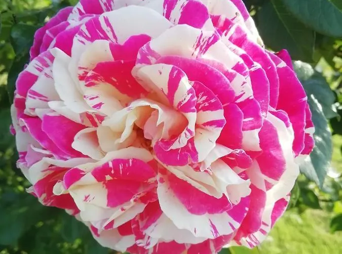 Maison Du Cheval 3* Chalais (Dordogne)