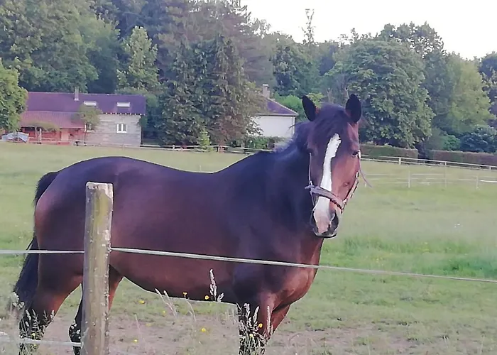 Maison Du Cheval Bed & Breakfast 3*